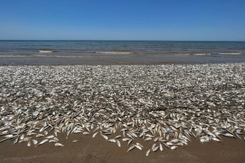 Dead fish wash up on Texas coast, beachgoers warned