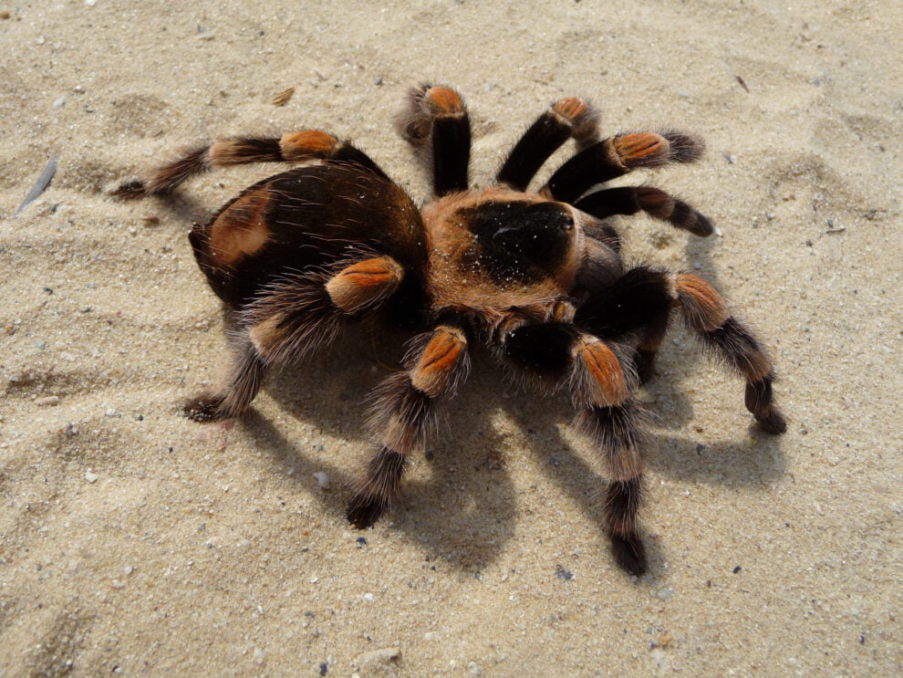 The tarantulas in Texas are in the middle of their mating season.